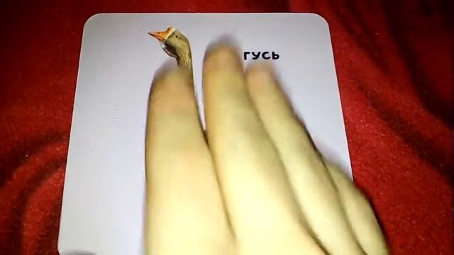 Птицы и их детеныши смотреть онлайн