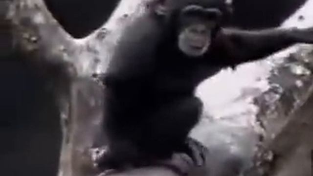 Monkey Smells Finger, Falls out of Tree....epic! смотреть онлайн