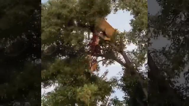 ЛЬВИЦА ГРЫЗЕТ ЛЕОПАРДА НА ДЕРЕВЕ. смотреть онлайн