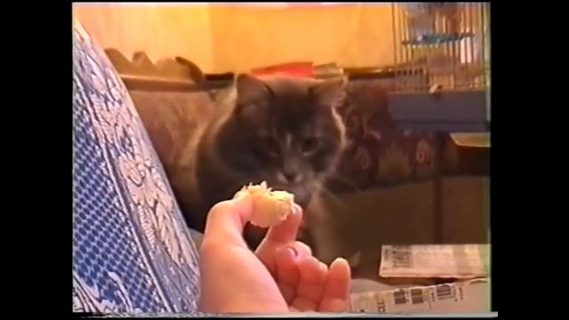 ВЛОГ из прошлого, 15 лет назад, рум тур комнаты, НОВЫЙ ГОД , говорящий попугай смотреть онлайн