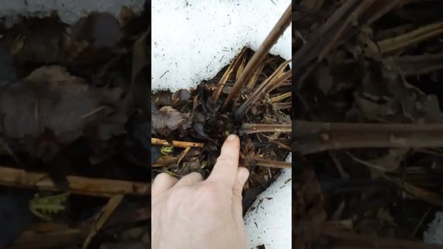 Папоротник Страусник. Апрель. смотреть онлайн