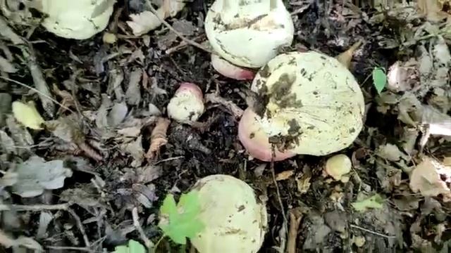 Как растут Сатанинские грибы... смотреть онлайн