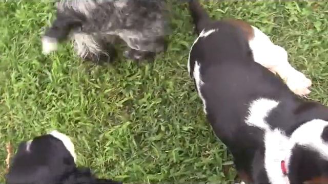 puppy play date 2013 06 22 смотреть онлайн