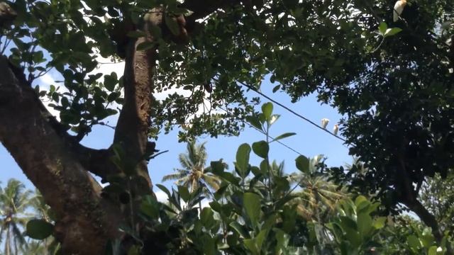 Что посмотреть на Бали в районе Убуда смотреть онлайн