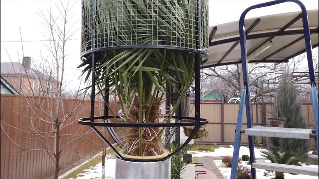 Замёрзли ли пальмы после суровой зимы? смотреть онлайн