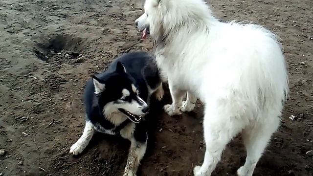 Хаски против Самоеда смотреть онлайн