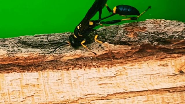 Самая редкая оса в мире/ Пелопей смотреть онлайн