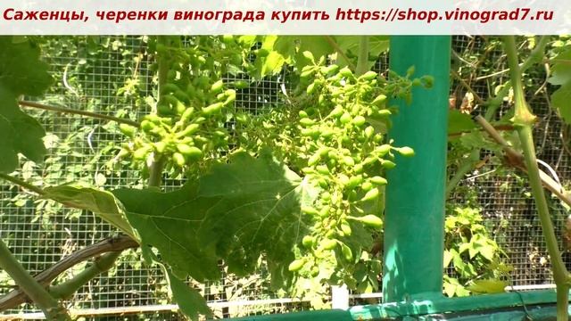Виноград Монблан ежегодное оплодотворение на отлично, грозди большие ягоды будут изумительного вкус смотреть онлайн