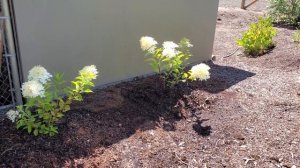 Метельчатая гортензия. Как размножить и получить пышный куст за 1 год.