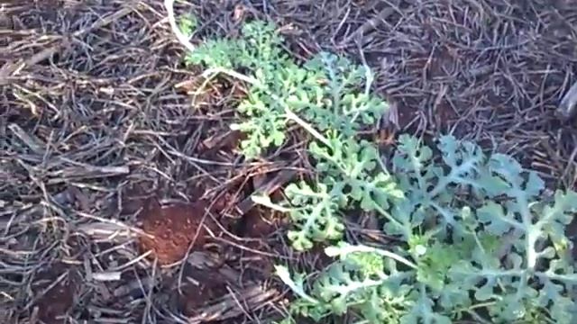 Арбуз Холодок в Бразилии смотреть онлайн
