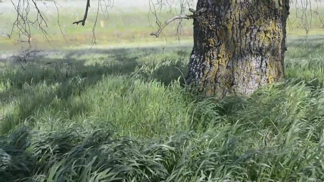 A Trip To The Void! - Mushroom (Golden Teachers) Trip Report