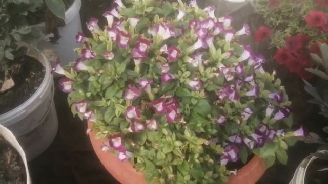 Торения вся в цвету! Какие условия должны быть для активного цветения. смотреть онлайн