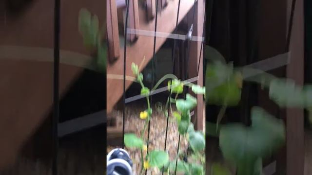 My first cantaloupe plant смотреть онлайн