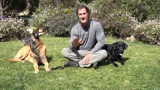 The Biggest Secret in Dog Training - What the Best Dog Trainers Know - Understand Your Dog смотреть онлайн