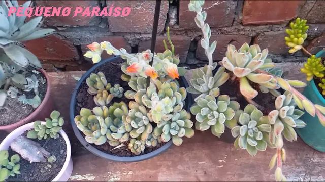 Echeveria setosa: смотреть онлайн