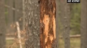 Загонная охота в Тверской области. Загонная охота на копытных . 2018