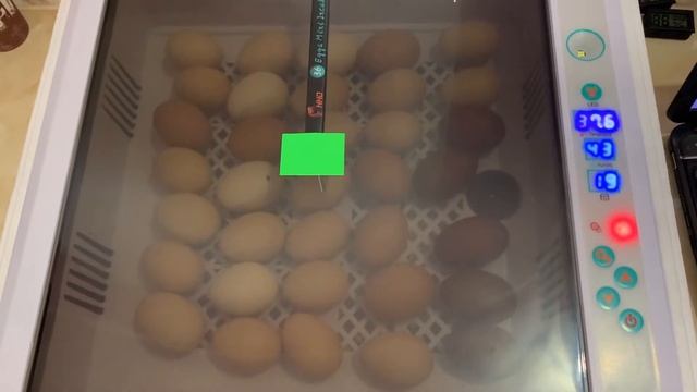 ИНКУБАЦИЯ В ИНКУБАТОРЕ HHD смотреть онлайн