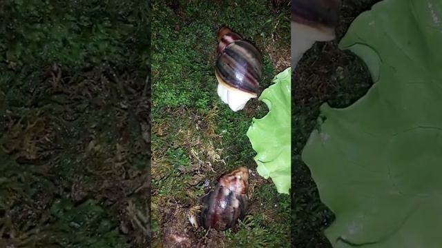 Бенины в новом доме!!!