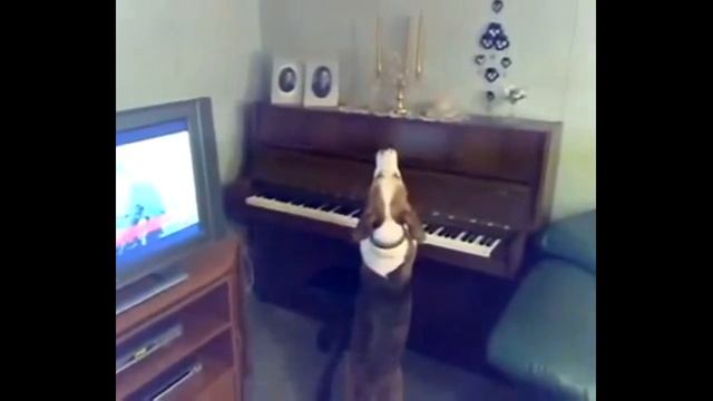 Собака поет. Музыкальные собаки смотреть онлайн