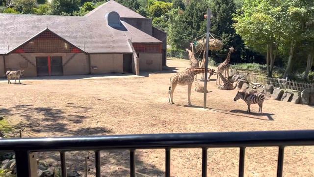 Belfast zoopark 13 смотреть онлайн