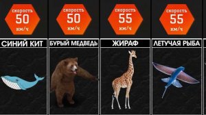 Кто быстрее всех, а кто самый медленный из животных [ИНФОГРАФИКА]