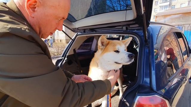 ВЛОГ | МОДНЫЙ ПЕС И БОРЗЫЙ КОТ | ПРИВИВКИ МНЕНИЕ ВЕТЕРИНАРА смотреть онлайн
