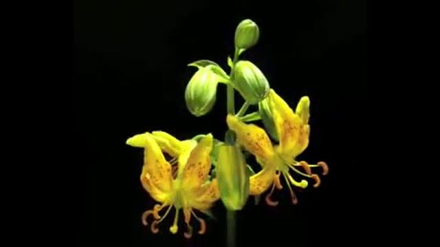 Цветение - Ускоренная съемка! смотреть онлайн