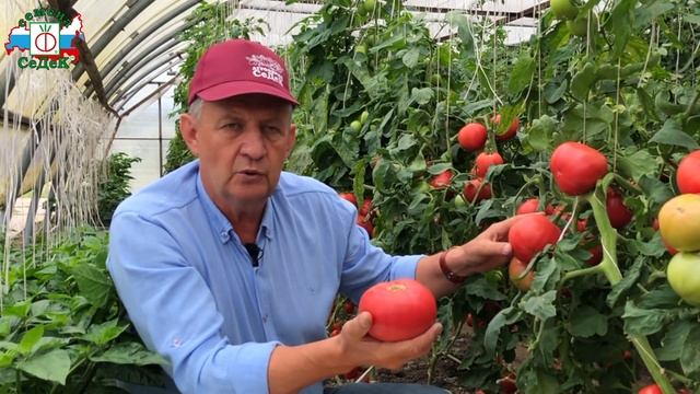 Розовые и большие! Крупноплодные сорта томатов. Посмотрите наш обзор. Томаты от СеДеК