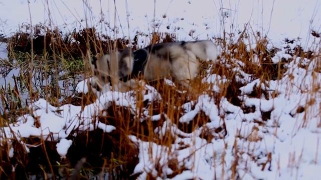 "В поисках рыбы и ожидании поклевки". Прогулка девушки с собакой по берегу реки Вилия смотреть онлайн