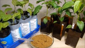 РЫБНАЯ МУКА СУПЕР УДОБРЕНИЕ ДЛЯ ТОМАТОВ! ПОВЫШАЕТ ПЛОДОНОШЕНИЕ!