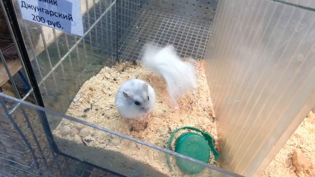 Хомяк делает сальто !!!! просто ржач !! смотреть всем)) смотреть онлайн