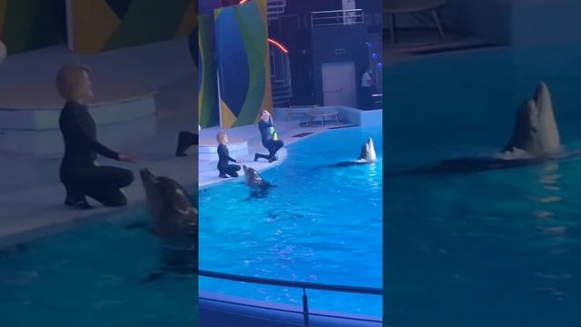 Новосибирск дельфинарий смотреть онлайн