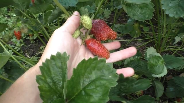 КУПЧИХА. Особенность сорта, о которой нужно знать! смотреть онлайн