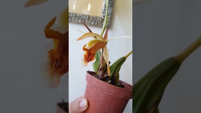 coelogyne speciosa 2 смотреть онлайн