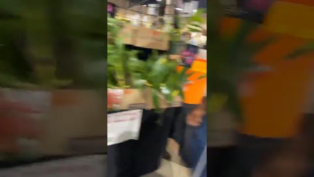 Tamiami International Orchid Festival 2022 смотреть онлайн