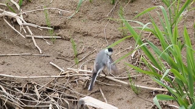 Трясогузка чистит пёрышки после купания смотреть онлайн