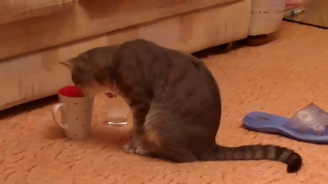 Кот Кирилл смотреть онлайн