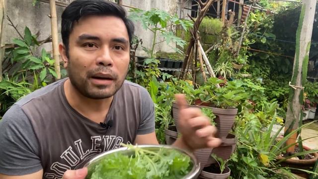 Tips on how to grow Kale. How to harvest Kale. How to cook Kale #kale #gardening #philippines смотреть онлайн