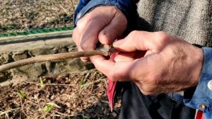 Пока не поздно!!! Прививка плакучей шелковицы копулировкой.