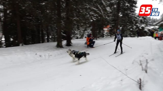 Яркие моменты гонок на собачьих упряжках 