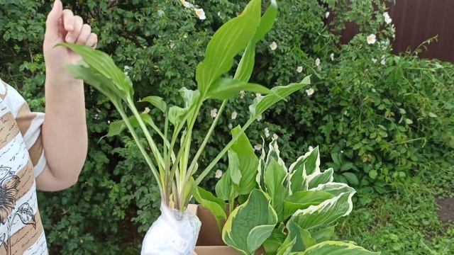 Распаковка посылки с хостами. смотреть онлайн