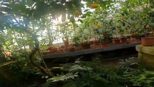 Поздравление с 8 марта Ботанический Сад Петра Великого смотреть онлайн