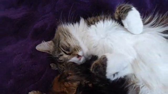 Они подружились ) смотреть онлайн