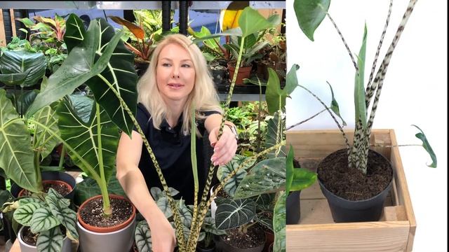 Алоказии – обзор видов. Условия содержания.