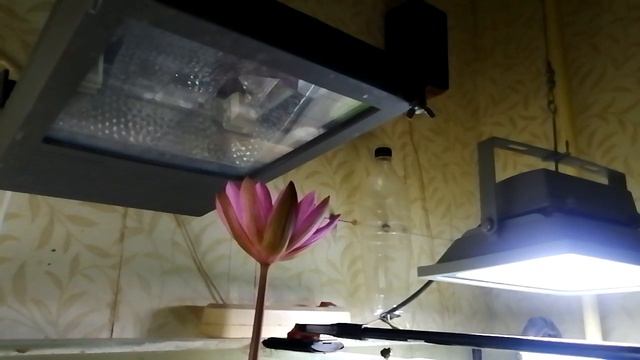 Цветение тигровой нимфеи смотреть онлайн