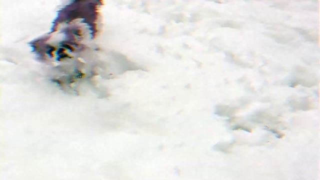 Японский хин - всё о породе собаки смотреть онлайн