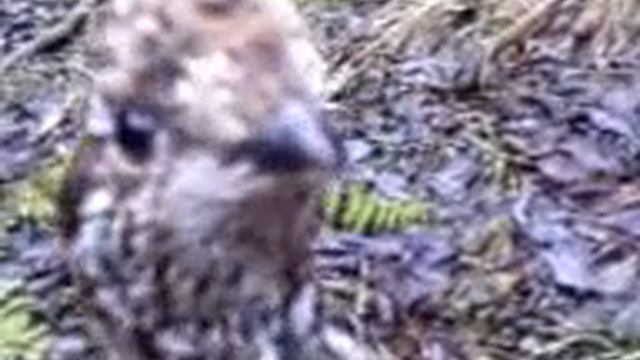 Осень 2008 Рябчик) смотреть онлайн