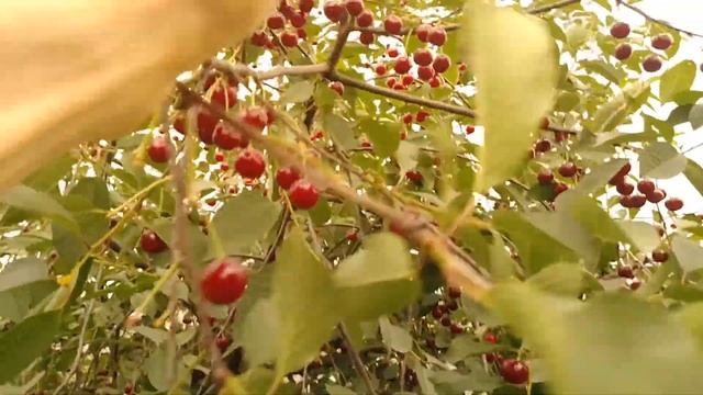 Как быстро быстро нарвать вишню (шпанку). смотреть онлайн