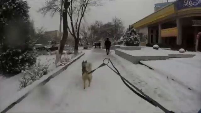 Выпал снег в Ташкенте, пора кататься на хаски смотреть онлайн