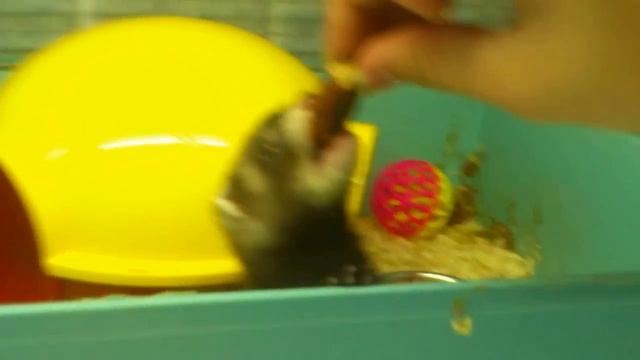 Щенок хорька в домике (б. Матроса Железняка) смотреть онлайн